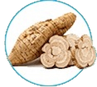 Astragalus Root
