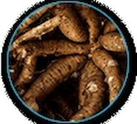 Coleus Forskohlii Root