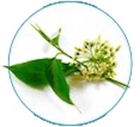 Gymnema Leaf