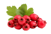 Hawthorn Berry