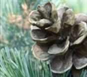 Lipophytol