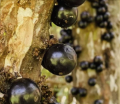 Myrciaria Jaboticaba
