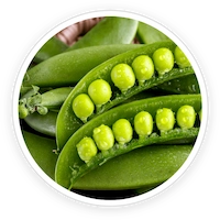 Pea-Starch