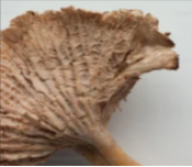 Pygeum Africanum Extract
